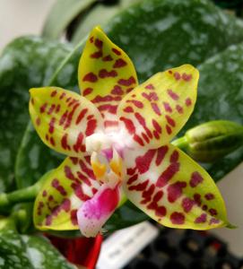 Phalaenopsis Conny's Sunshine Jewel