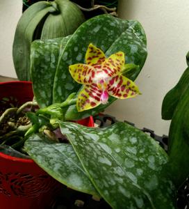 Phalaenopsis Conny's Sunshine Jewel