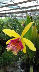 Brassocattleya Keowee