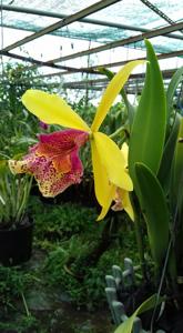 Brassocattleya Keowee