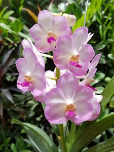 Vandachostylis Viboon Velvet