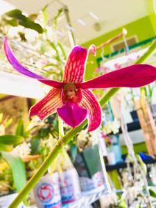 Dendrobium Flamingo Gardens