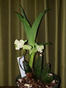 Lycaste Dainty