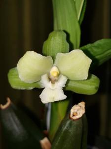 Lycaste Dainty