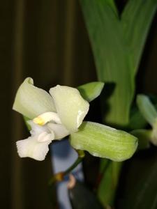 Lycaste Dainty