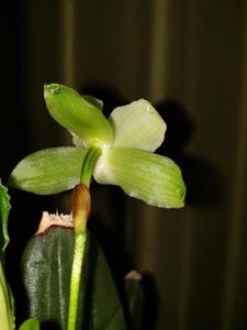 Lycaste Dainty