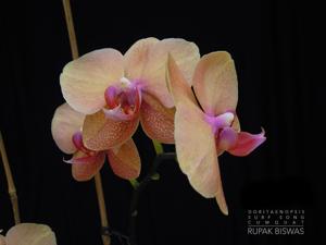 Phalaenopsis Surf Song