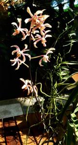 Pararachnis Anna Phung