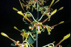 Dendrobium Klaten Bersinar