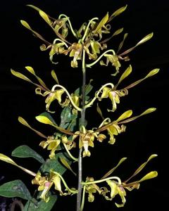 Dendrobium Klaten Bersinar