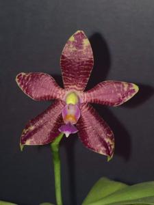 Phalaenopsis Viricea