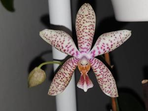 Phalaenopsis Rheingold-pallens