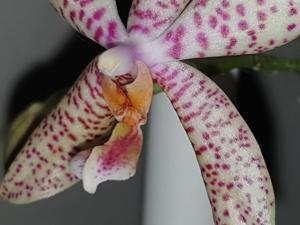 Phalaenopsis Rheingold-pallens