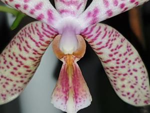 Phalaenopsis Rheingold-pallens