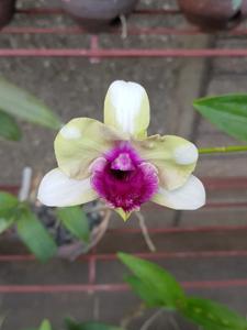 Dendrobium Baby Happy Holidays