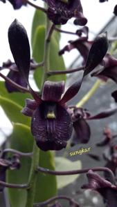 Dendrobium Sri Mulyani