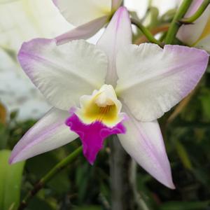 Laeliocatarthron Village Chief Parfum