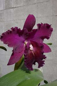 Rhyncholaeliocattleya Chia Lin