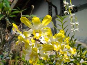 Dendrobium Banana Royal