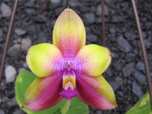 Phalaenopsis LD Double Dragon