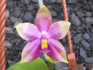 Phalaenopsis LD Emerald Bear