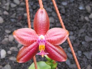 Phalaenopsis KTC Khao Khitchakut