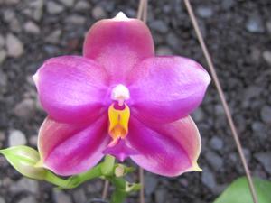 Phalaenopsis Jong's Red Son