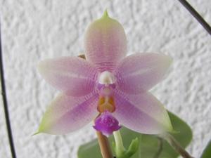 Phalaenopsis Essence Yuhmei