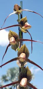Paphiopedilum Spidermaster
