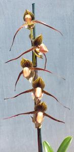 Paphiopedilum Spidermaster