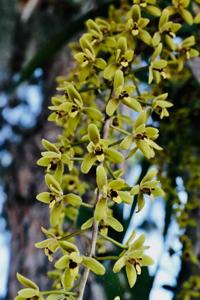 Cymbidium Kuranda