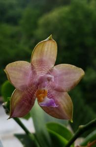 Phalaenopsis Mituo Reflex Bb