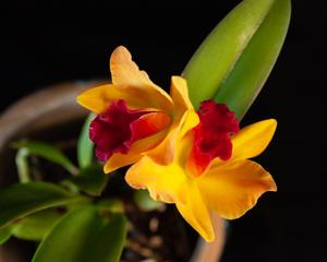 Cattleya Lucky Chance