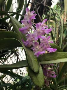 Aeridovanda rosea-falcata