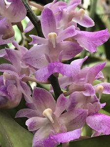 Aeridovanda rosea-falcata
