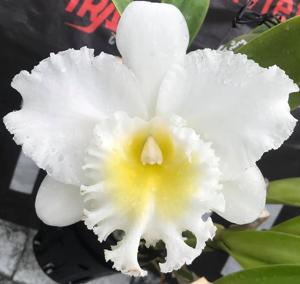 Rhyncholaeliocattleya Mahina Yahiro