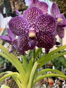 <i>Vanda</i> Wirat Gordon