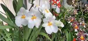 Miltoniopsis Pink Puff