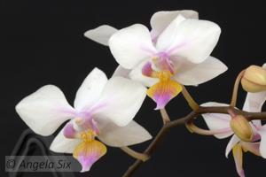 Phalaenopsis Artemis