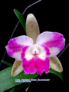Cattleychea Memoria Webb Zeldenrust