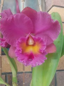 Rhyncholaeliocattleya Brunswick Gem