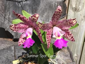 Cattleya Summer Spot