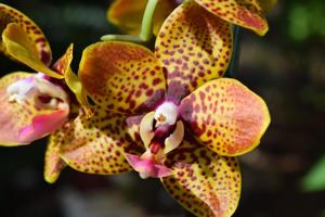 Phalaenopsis Tying Shin Popularity