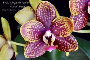 Phalaenopsis Tying Shin Popularity