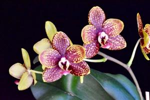 Phalaenopsis Tying Shin Popularity