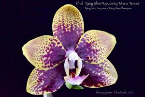 Phalaenopsis Tying Shin Popularity