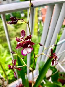 Oncidium Jairak Fragrance