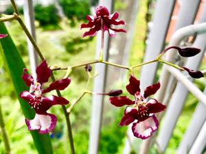 Oncidium Jairak Fragrance