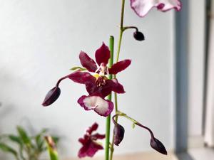 Oncidium Jairak Fragrance