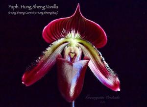 Paphiopedilum Hung Sheng Vanilla